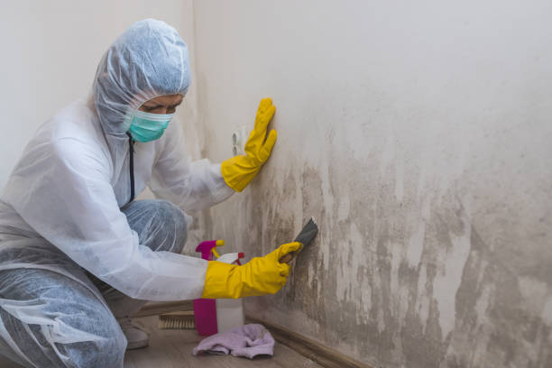 Best Mold Remediation for Vacation Homes  in Bogata, TX