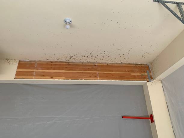 Best Mold Odor Removal Services  in Bogata, TX